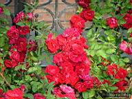 DSCF0141.jpg