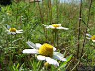 DSCF0582.jpg