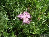 DSCF0784.jpg