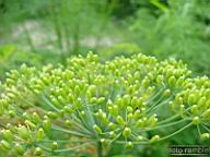 DSCF0079.jpg