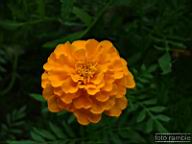 DSCF0082.jpg