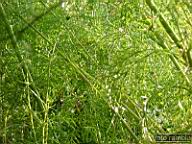 DSCF0437.jpg