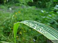 DSCF0447.jpg