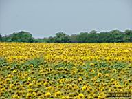 DSCF1386.jpg