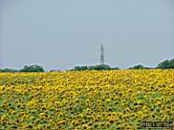DSCF1387.jpg