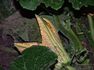 DSCF3375.jpg