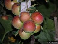 DSCF3377.jpg