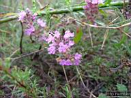DSCF3746.jpg