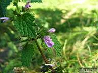 DSCF4692.jpg