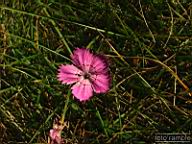 DSCF4696.jpg