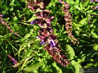 DSCF4711.jpg