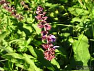 DSCF4712.jpg