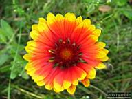 DSCF4771.jpg