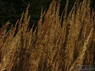 DSCF4777.jpg