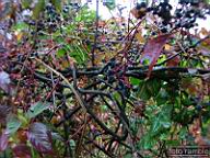 DSCF6796.jpg