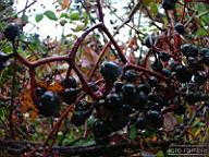 DSCF6797.jpg