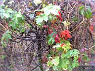 DSCF6817.jpg