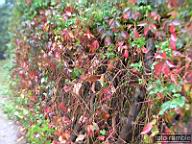 DSCF6820.jpg