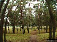DSCF6981.jpg
