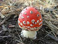 DSCF7923.jpg
