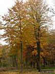 DSCF8931.jpg