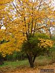 DSCF9010.jpg
